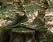 Кросівки тактичні Patriot з 3D-сіткою Olive, 40 (265 мм)